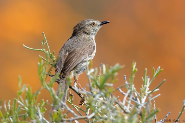 Karoo Prinia_South Africa-4