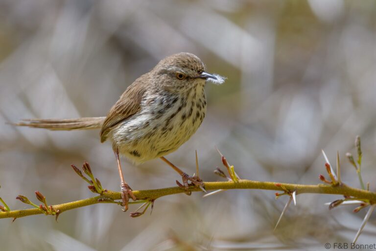 Karoo Prinia_South Africa-5