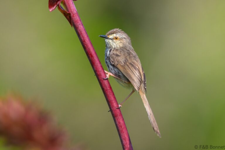 Karoo Prinia_South Africa-6