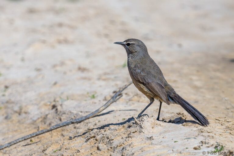Karoo Scrub-Robin_South Africa-3