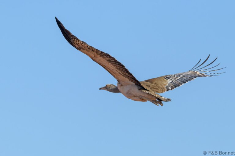 Kori Bustard_South Africa-1