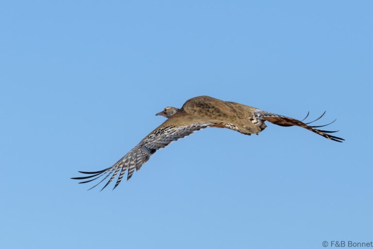 Kori Bustard_South Africa-2