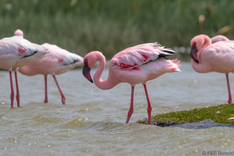 Lesser Flamingo_South Africa-1