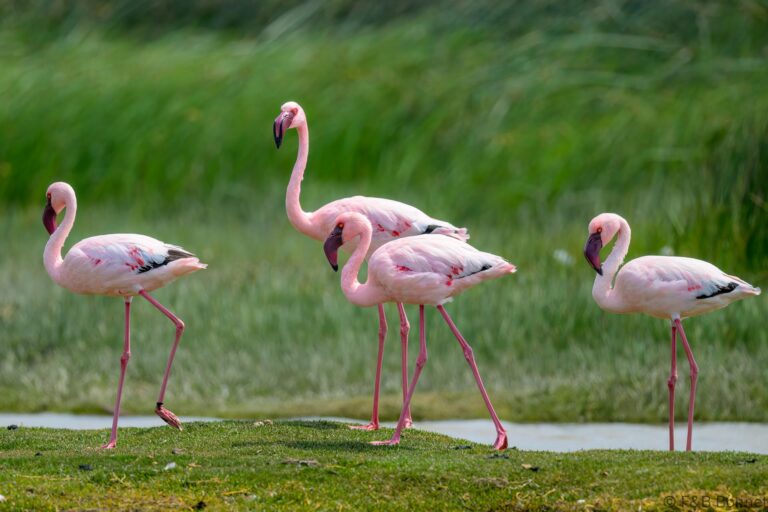 Lesser Flamingo_South Africa-2