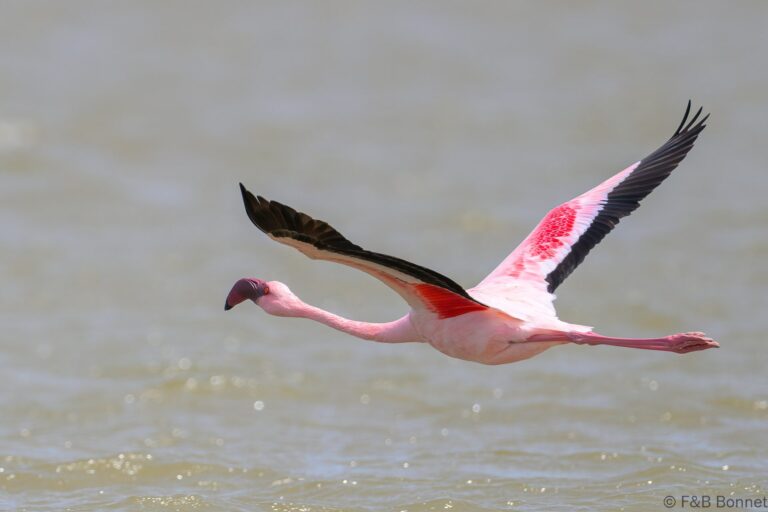 Lesser Flamingo_South Africa-3