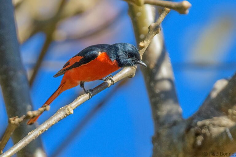 Long-tailed Minivet_Thailand-1