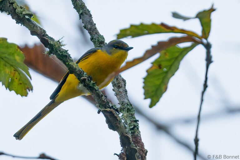 Long-tailed Minivet_Thailand-3