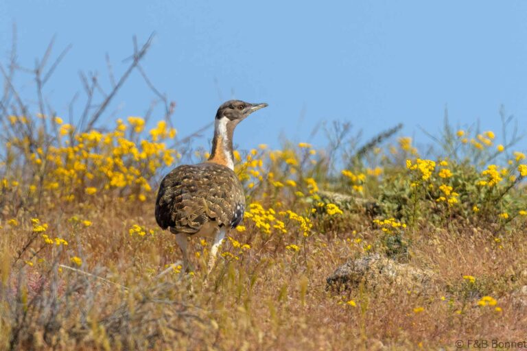 Ludwig's Bustard_South Africa-1