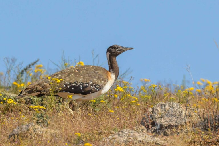 Ludwig's Bustard_South Africa-2