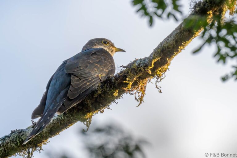 Madagascar Cuckoo_Madagascar-2