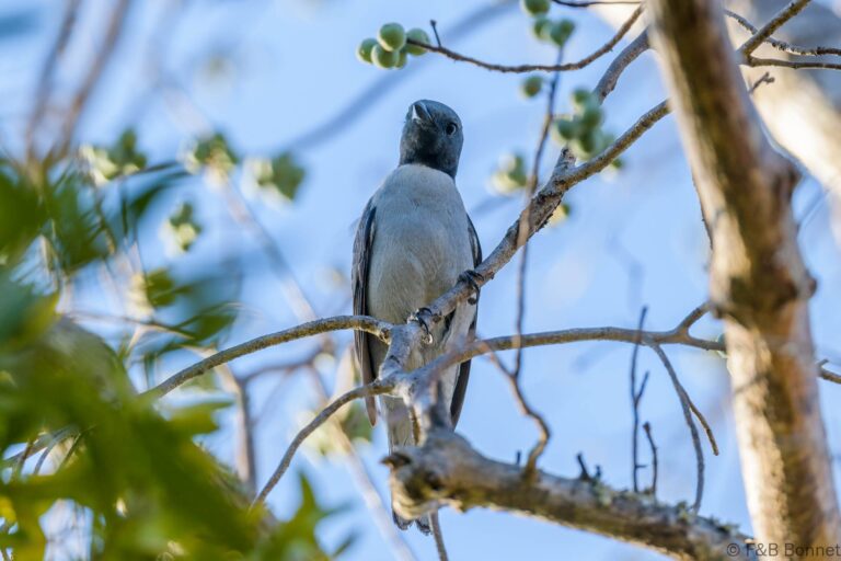 Madagascar Cuckooshrike_Madagascar-1