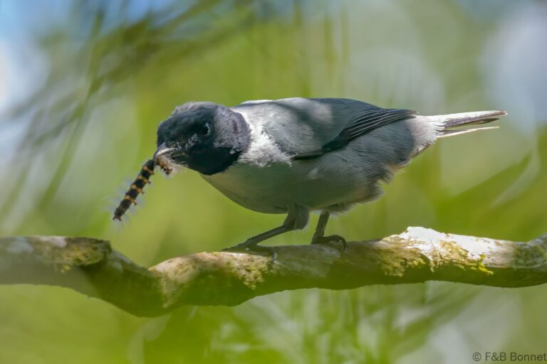 Madagascar Cuckooshrike_Madagascar-2
