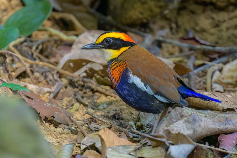 Malay Banded Pitta_Thailand-6