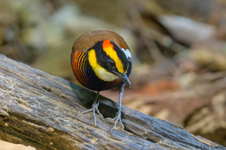 Malay Banded Pitta_Thailand-7