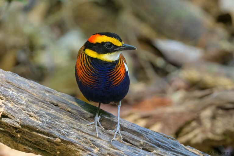 Malay Banded Pitta_Thailand-8