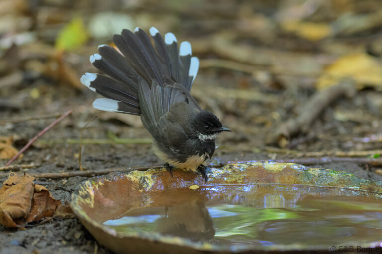Malaysian pied fantail indonesia 1