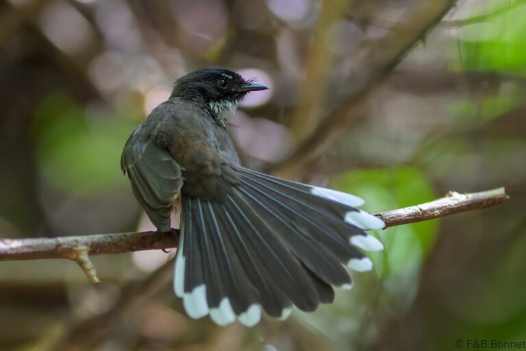 Malaysian pied fantail indonesia 2