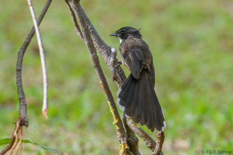Malaysian Pied Fantail_Thailand-1