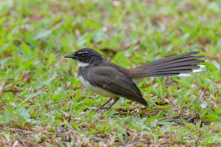 Malaysian Pied Fantail_Thailand-2
