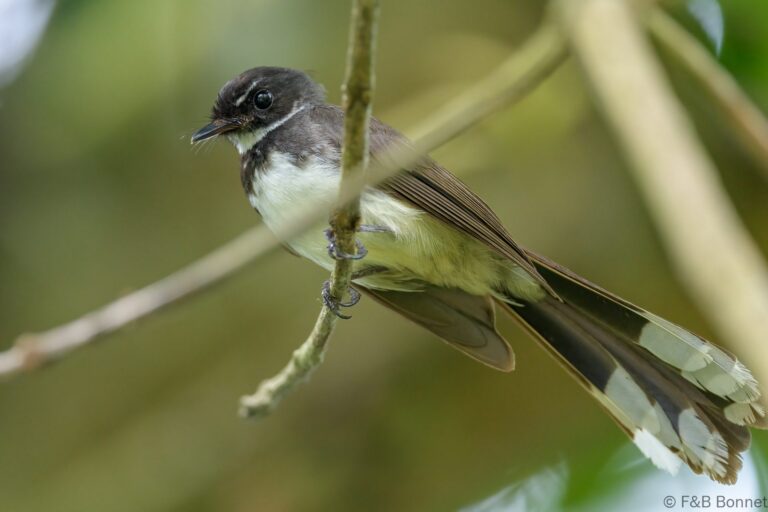 Malaysian Pied Fantail_Thailand-3