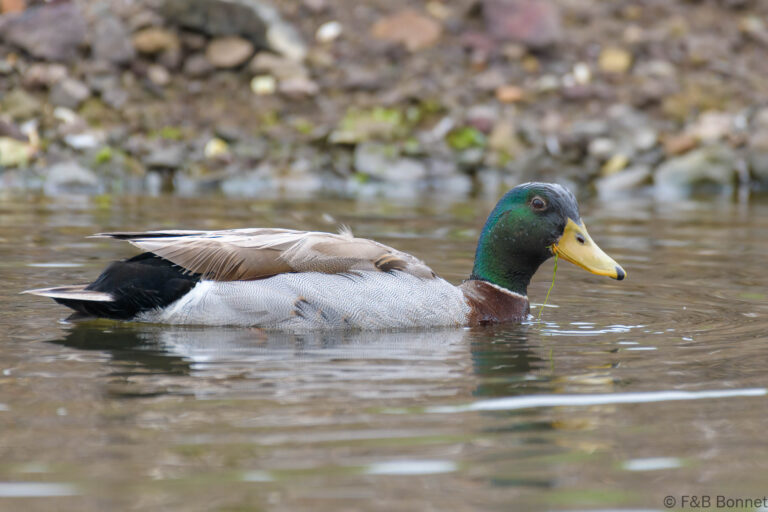 Mallard_France-1