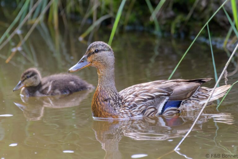 Mallard_France-2