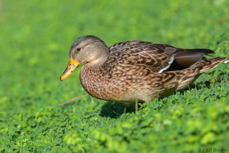 Mallard_France-3