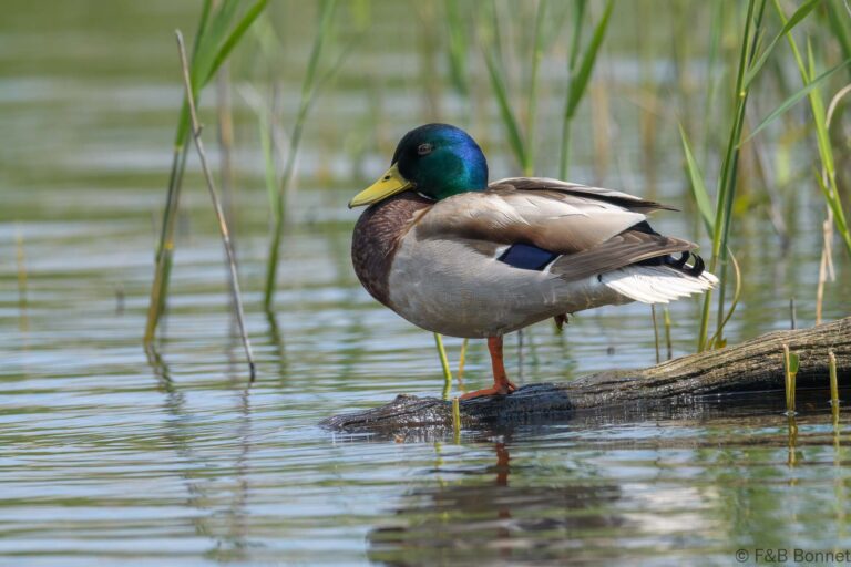 Mallard_France-4