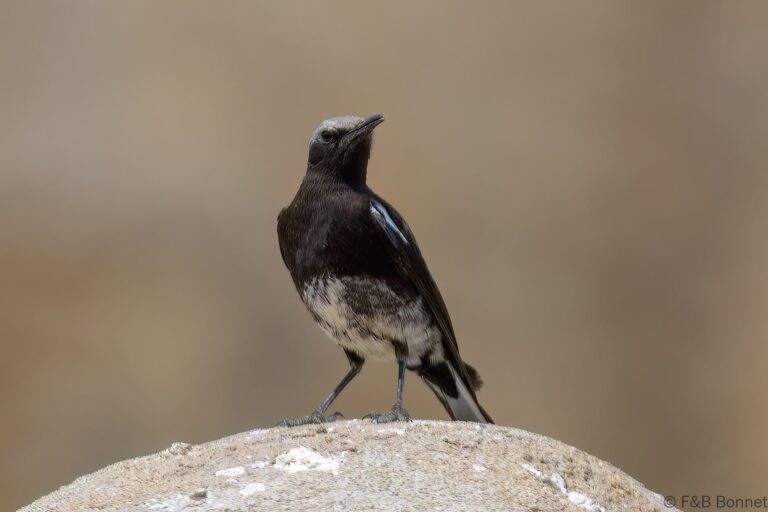Mountain Wheatear_South Africa-1