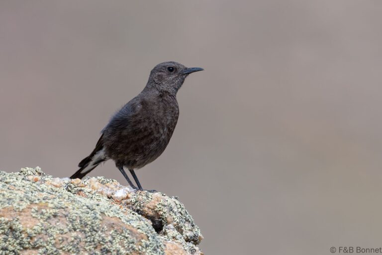 Mountain Wheatear_South Africa-3