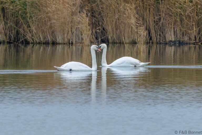Mute Swan_France-1