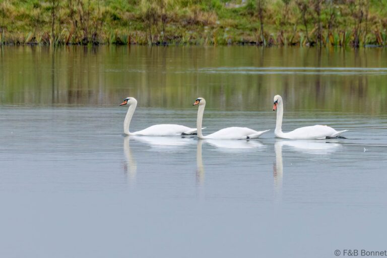 Mute Swan_France-2