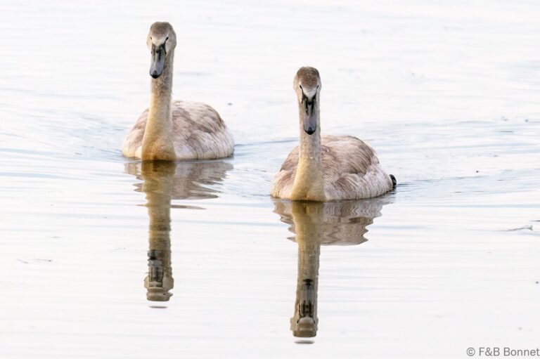 Mute Swan_France-4