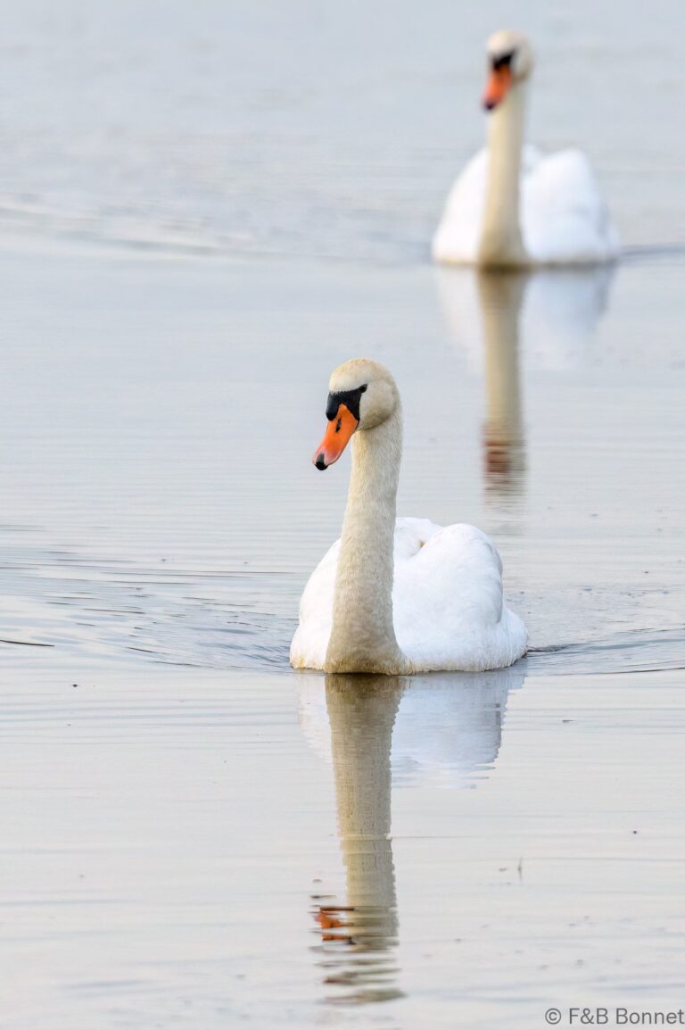 Mute Swan_France-5