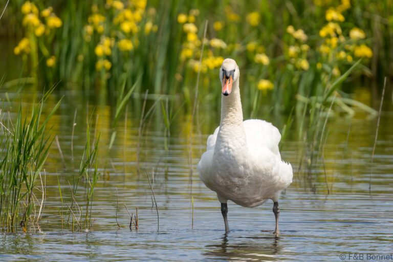 Mute Swan_France-6