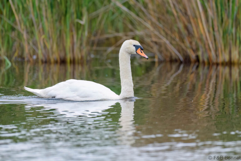 Mute Swan_France-7