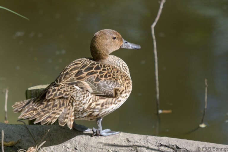Northern Pintail_France-1