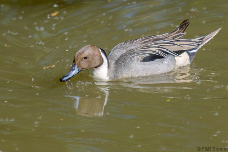Northern Pintail_France-2