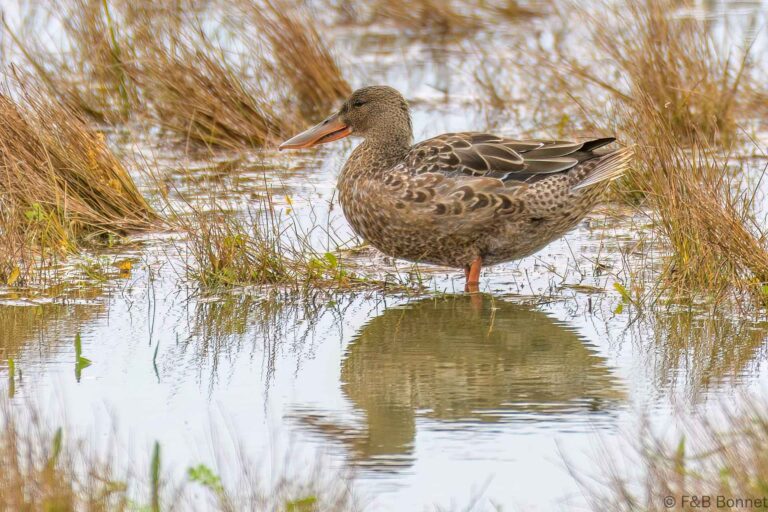 Northern Shoveler_France-1