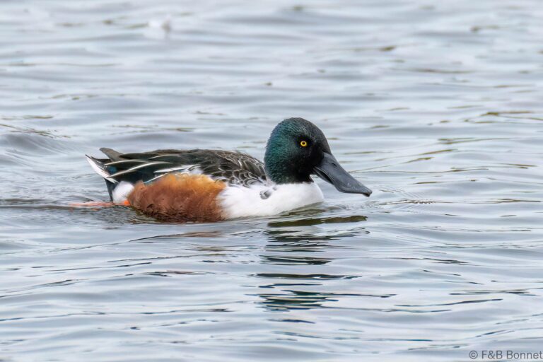 Northern Shoveler_France-2