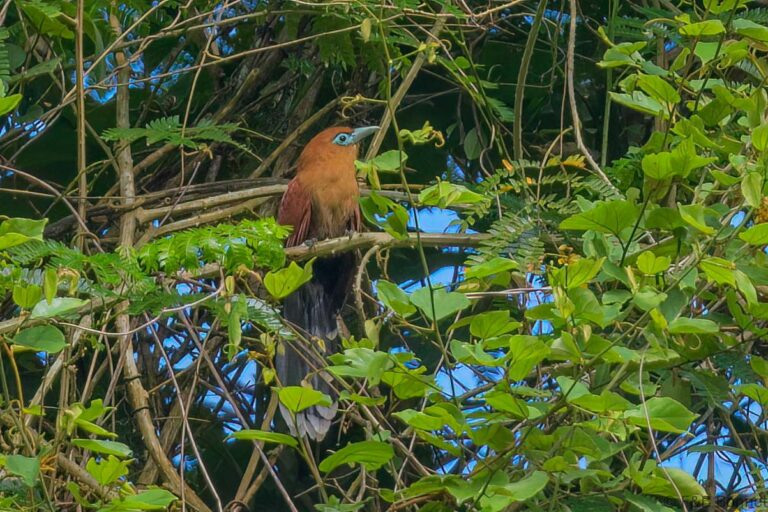 Raffles's Malkoha_Thailand-1