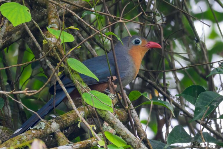 Red billed malkoha indonesia 1