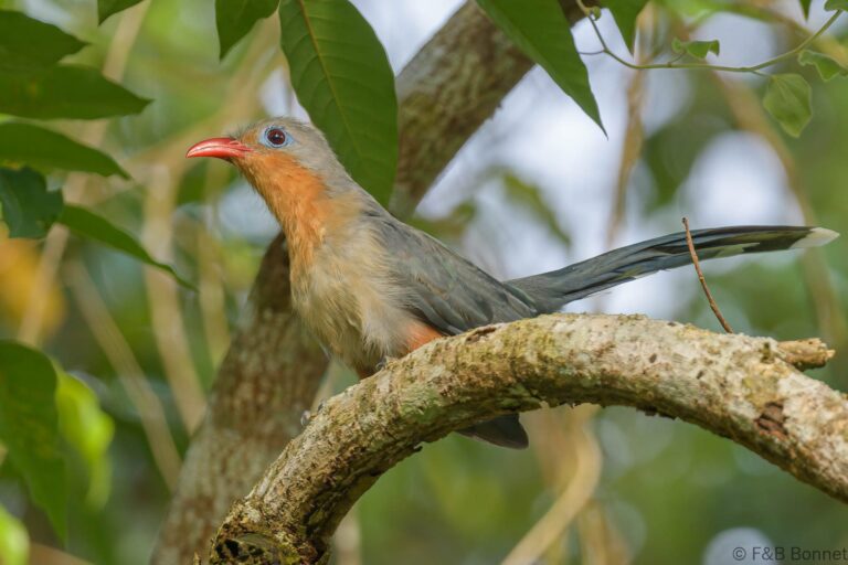 Red-billed Malkoha_Thailand-1