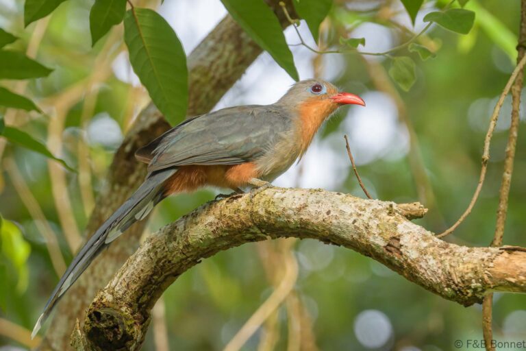 Red-billed Malkoha_Thailand-2