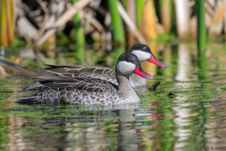 Red-billed Teal_South Africa-1