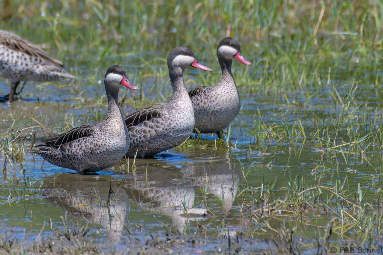 Red-billed Teal_South Africa-2