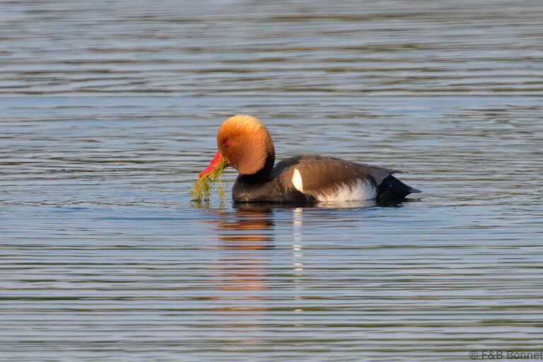 Red-crested Pochard_France-1