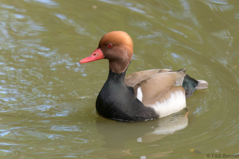 Red-crested Pochard_France-2