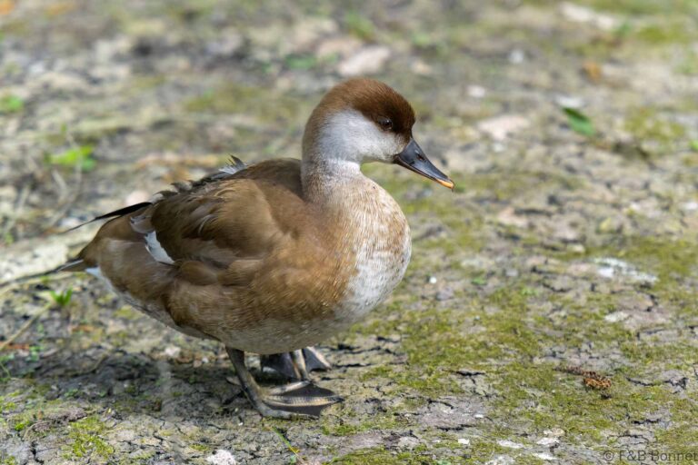 Red-crested Pochard_France-3