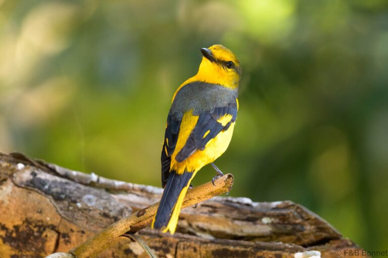Scarlet Minivet_Thailand-1